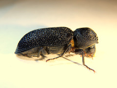 Bostrychopsis jesuita