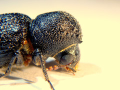 Bostrychopsis jesuita