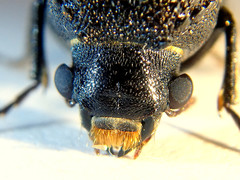 Bostrychopsis jesuita