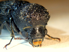 Bostrychopsis jesuita