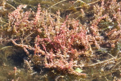 Myriophyllum verrucosum