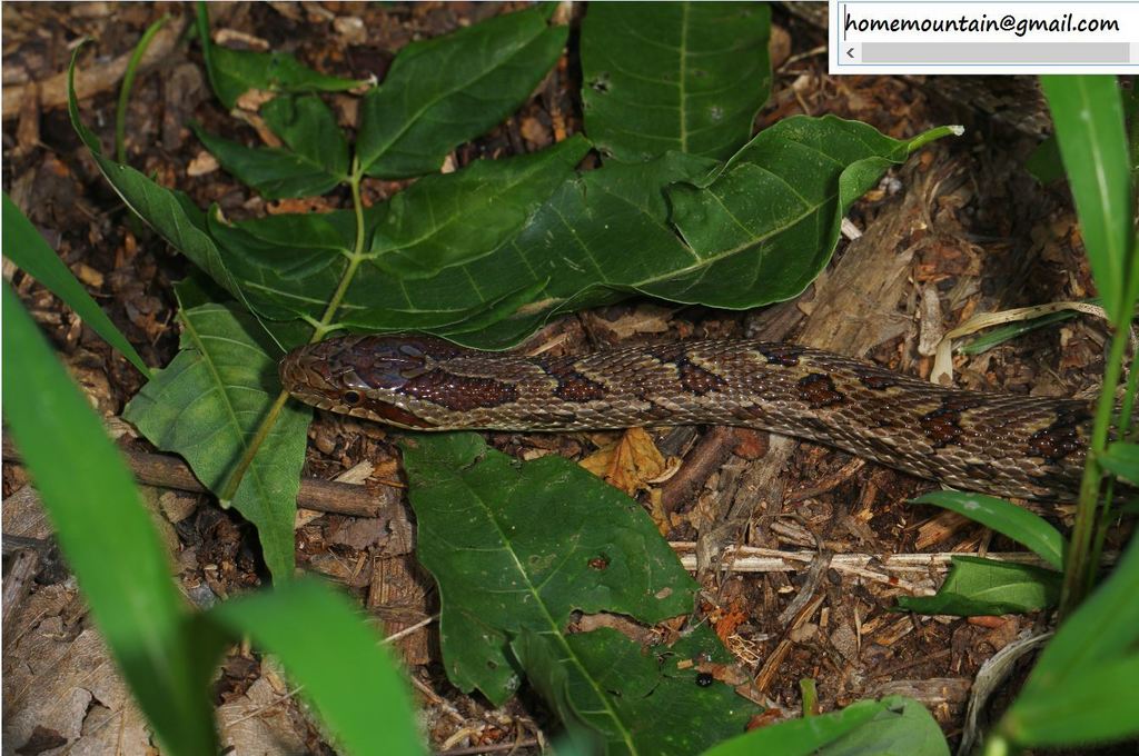 Chinese Leopard Snake