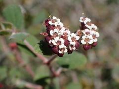 Euphorbia tomentulosa