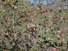 Euphorbia tomentulosa