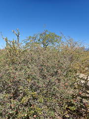 Euphorbia tomentulosa