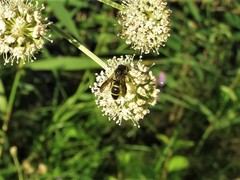 Symmorphus bifasciatus