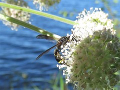 Symmorphus bifasciatus
