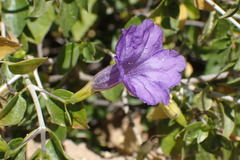 Ruellia californica peninsularis