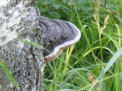Phellinus cinereus