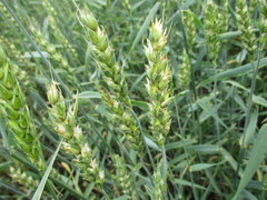 Parastagonospora nodorum