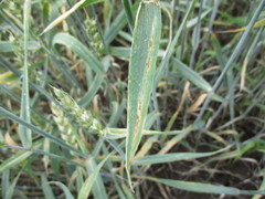 Parastagonospora nodorum