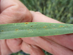 Parastagonospora nodorum