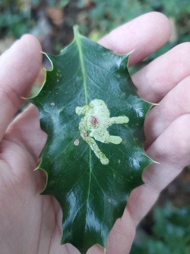 Unknown species found near Thurston County, US-WA, US