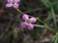 Stenotis asperuloides