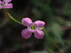 Stenotis asperuloides