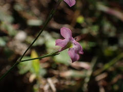 Stenotis asperuloides