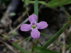 Stenotis asperuloides