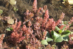 Myriophyllum verrucosum