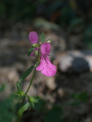Stachys tenerrima
