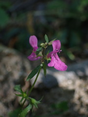Stachys tenerrima