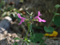 Stachys tenerrima