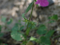 Stachys tenerrima