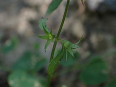Stachys tenerrima