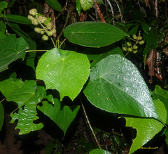 Macaranga mauritiana