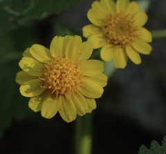 Perityle cuneata cuneata