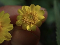 Perityle cuneata cuneata