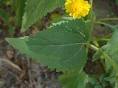 Perityle cuneata cuneata