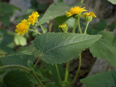 Perityle cuneata cuneata