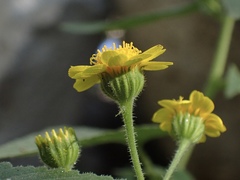 Perityle cuneata cuneata