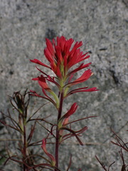 Castilleja bryantii