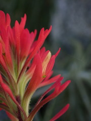 Castilleja bryantii
