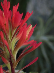 Castilleja bryantii