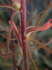 Castilleja bryantii