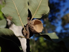 Quercus tuberculata
