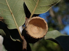Quercus tuberculata