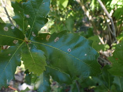 Quercus tuberculata
