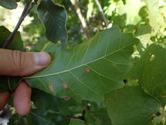 Quercus tuberculata