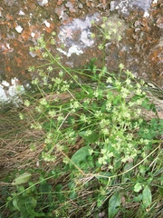 Anisotome aromatica