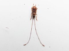 Anthribinae