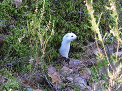 Mustela nivalis