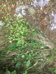 Anisotome aromatica