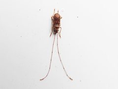 Anthribinae