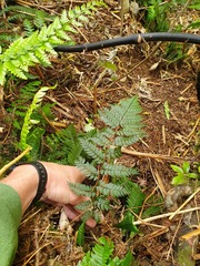 Polystichum silvaticum