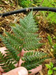 Polystichum silvaticum