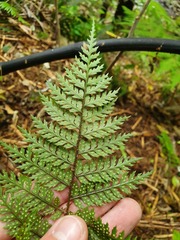 Polystichum silvaticum