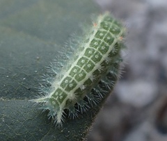 Monoleuca occidentalis